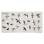 Kids board book with waterfowl-themed illustrations
