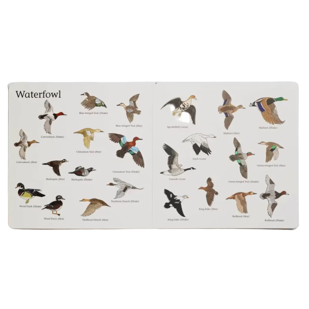 Kids board book with waterfowl-themed illustrations
